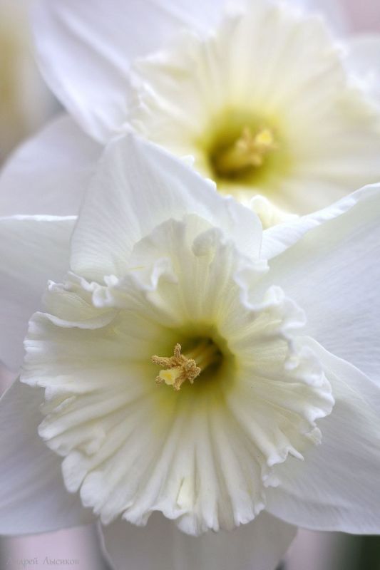 ����� � ����������� ������� ��� ���