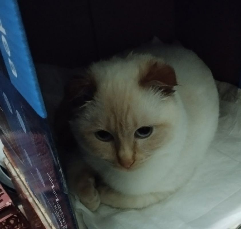 Пост добра: кот ищет старых или новых хозяев