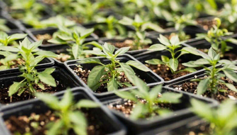 Рекомендации по выращиванию рассады дали специалисты Россельхознадзора