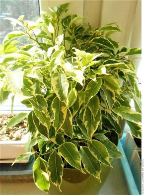 Фикус бенджамина: секреты ухода и размножения для зеленого счастья