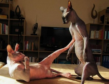 Неожиданные приключения котов: смех и забавные моменты