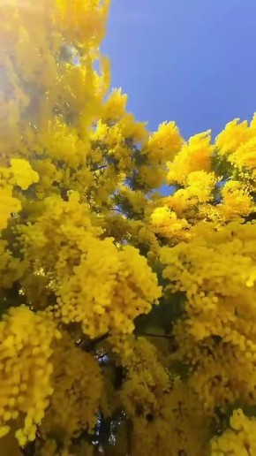 Вместо вечерней медитации