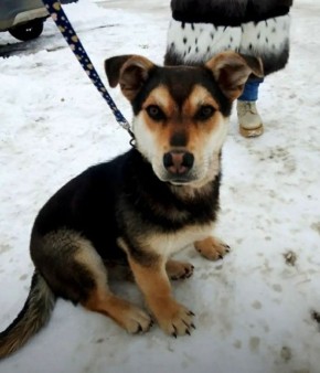 Пост добра: щенок ищет дом