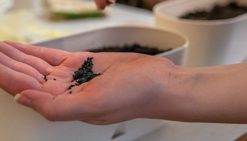 Специалисты Россельхозцентра назвали главные ошибки про посеве семян