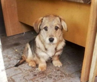 Рубрика "Привет из дома". Привет из дома передают Муха и Айси