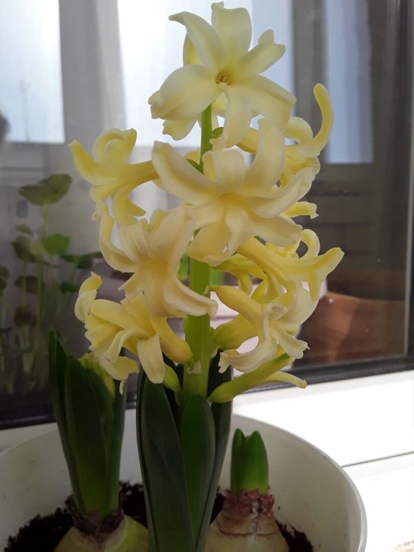 ��������: ��� �������� ���������� �����-���������� �����