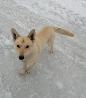 Пост добра: собака ищет старых или новых хозяев