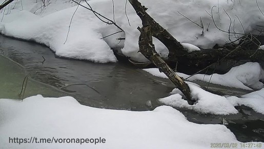 Выдры вернулись: на Вороне заметили первых весенних разговорчивых гостей