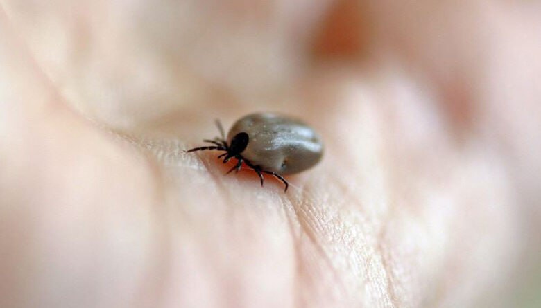Сезон активности клещей в России начнется в третьей декаде марта