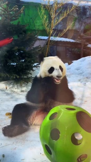 ������ ��� ����� ������ �������: