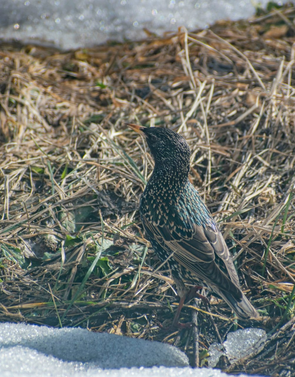 Весна теперь уже точно: в Воронинский заповедник прилетели скворцы Весна теперь уже точно: в Воронинский заповедник прилетели скворцы
