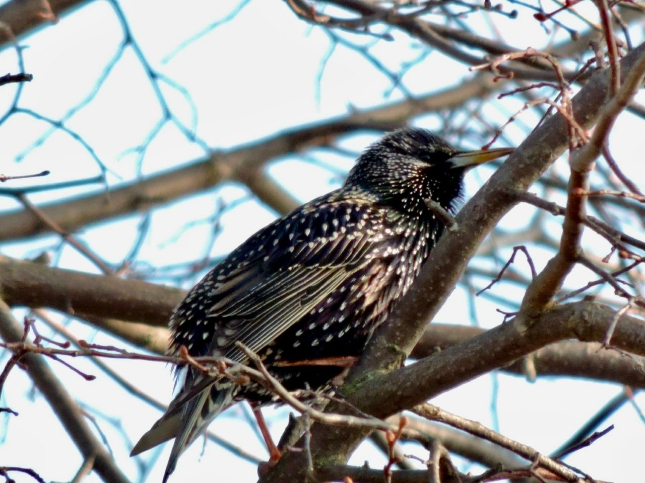 Весна теперь уже точно: в Воронинский заповедник прилетели скворцы