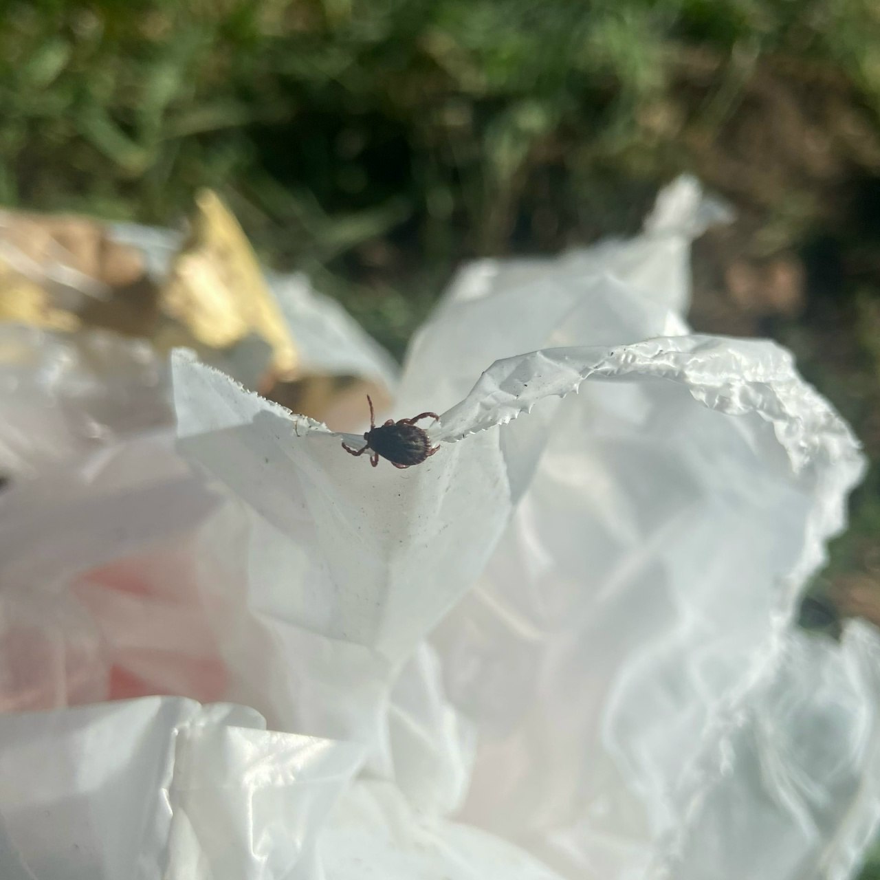 С 20 марта в Тамбовской области ожидается пробуждение клещей