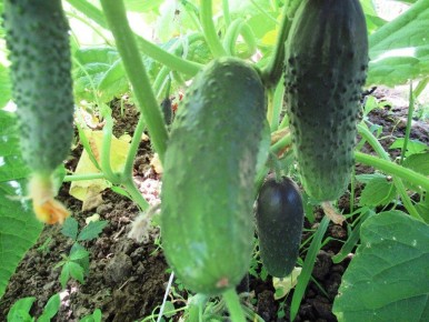 Хлебная подкормка для огурцов: секреты успешного урожая