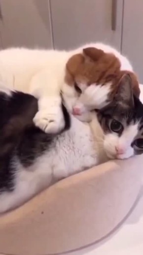 ���������� ��������� ���