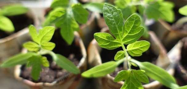 ����������� ����������, ����� �������� ���������� �������