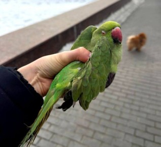 ���� �����: ������ �������