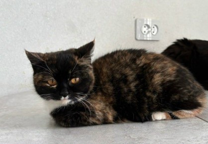 ���� �����: ����� ���� ������ ��� ����� ������