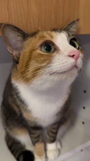 ������ ��������� ����