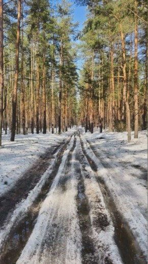 Весенний лес прекрасен. Анна Деева
