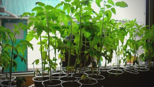 ������� ������������ ������� �������: ������������ ������