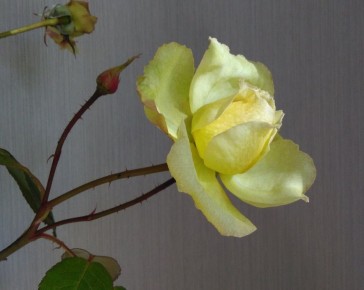 Как восстановить розу: удивительное преображение цветка после многих лет