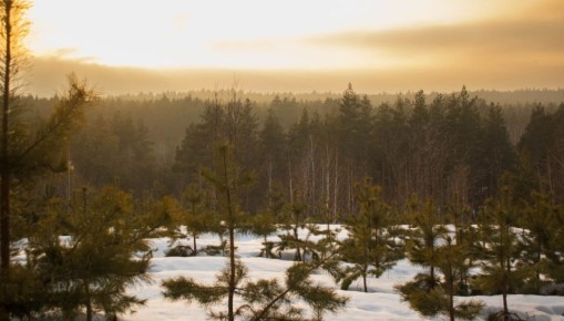 Закат над лесом. ВК "Природа Тамбова"