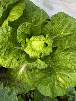 ��� ���������� �������� ���������� �� �������: ������ ������