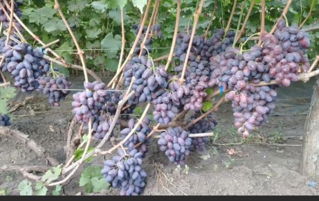 Росяные корни у винограда: почему стоит их удалять осенью