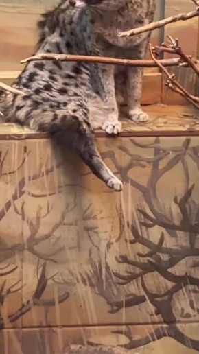 ������ ���. ���������� ��������� ������ �� ����������� ��������