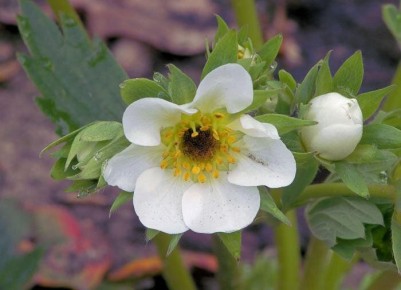 ��� ��������� �������� �������� ��� ������� ������