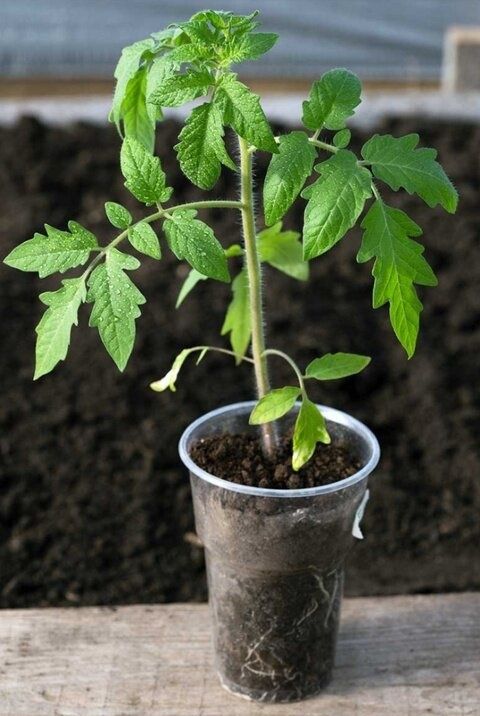 ������ ��� ��������� �������: ��� �������� �������� � ����������� �������