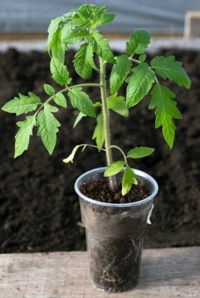 ������ ��� ��������� �������: ��� �������� �������� � ����������� �������