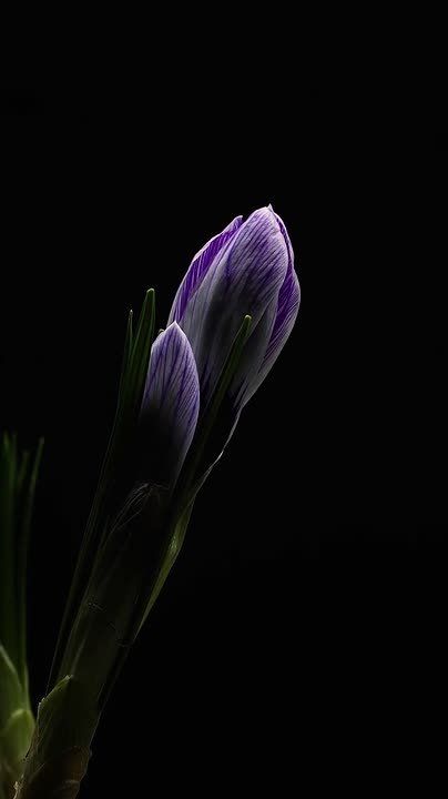 ������ �������� ���������