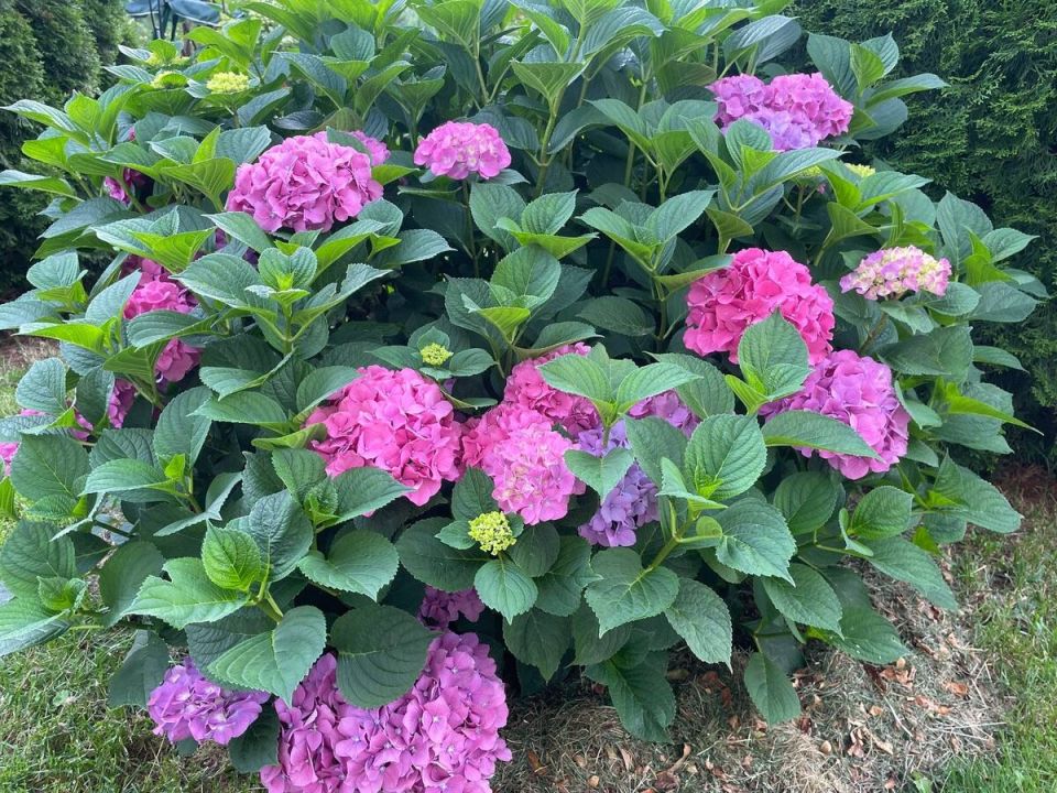 ��� �������� ������� �������� ���������: ������� ���������� �������