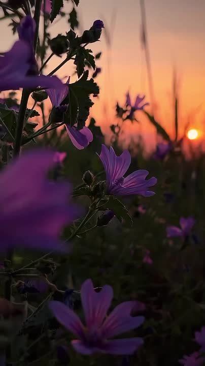 ������ �������� ���������