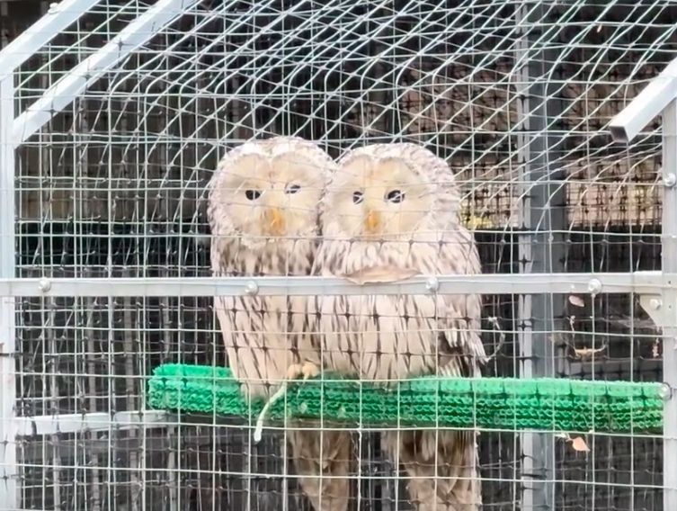 � ���� ����� �� "���������� �����" ����� ���������