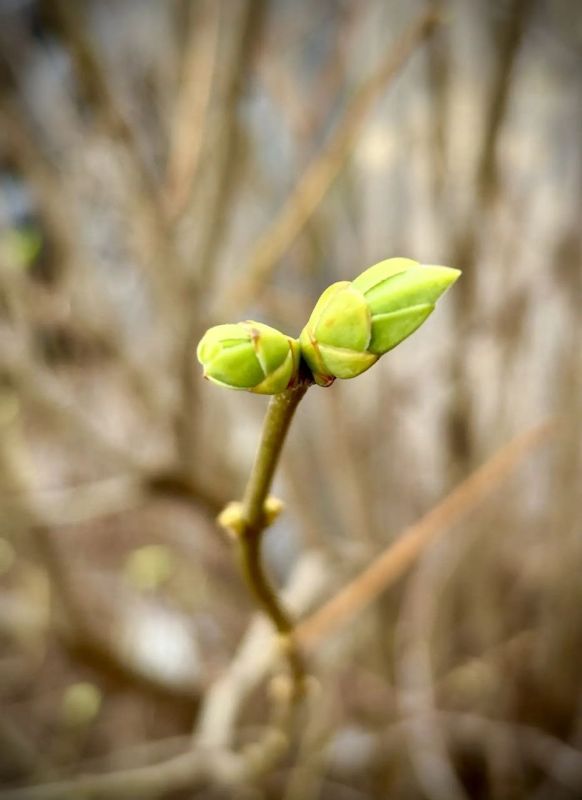 �����������. ����� ���