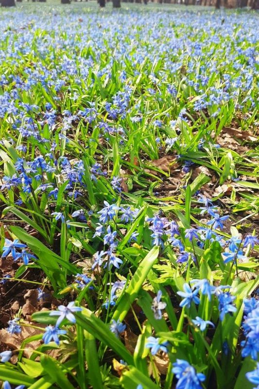 ��� �������� ����������� � �������� ��������� 4-5 ������