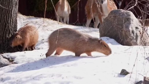 � ���������� �������� ������� ����� �������� ��������, ������� ����� ����� � ����������