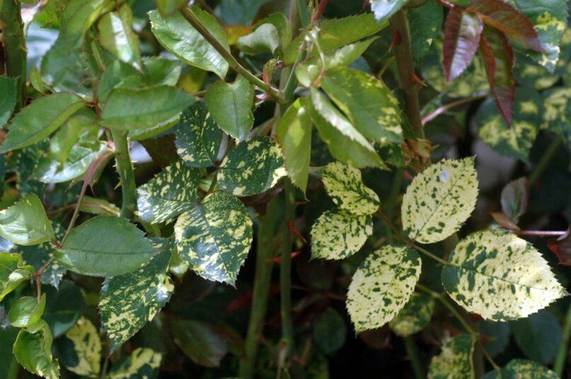 ����������� ������� ��������: ��� �������� ���� ��� �� �����