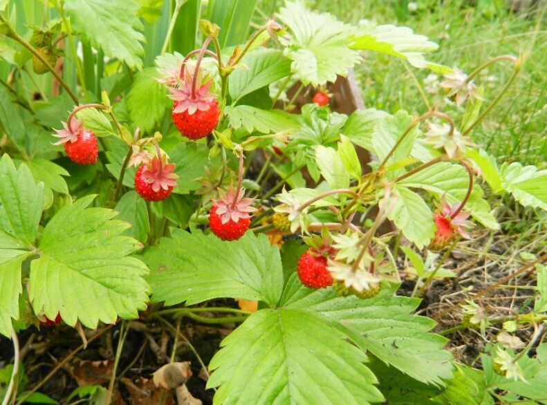 ��� ������� ��������� ������������ ���������: ������� ���������