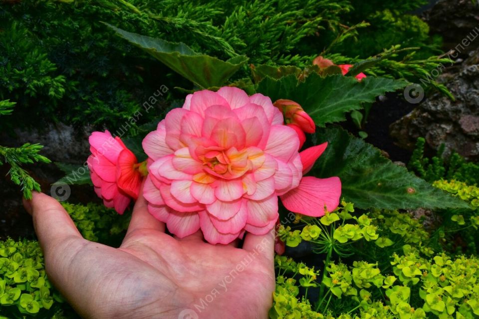 ������� �� ������ ��������: ������� �������� ��������� ��� ������� ��������