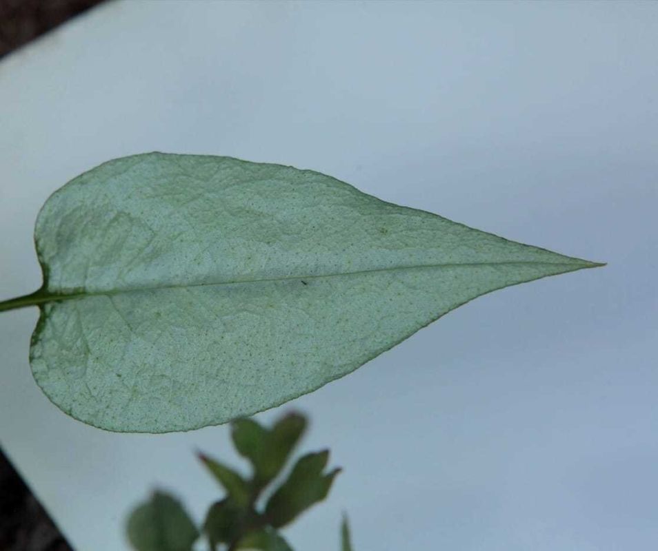 ���������� ��������: ��������� ����� ��� �������� ������� ����