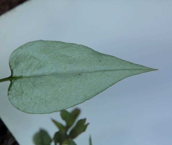 Элегантная медуница: идеальный выбор для тенистых уголков сада