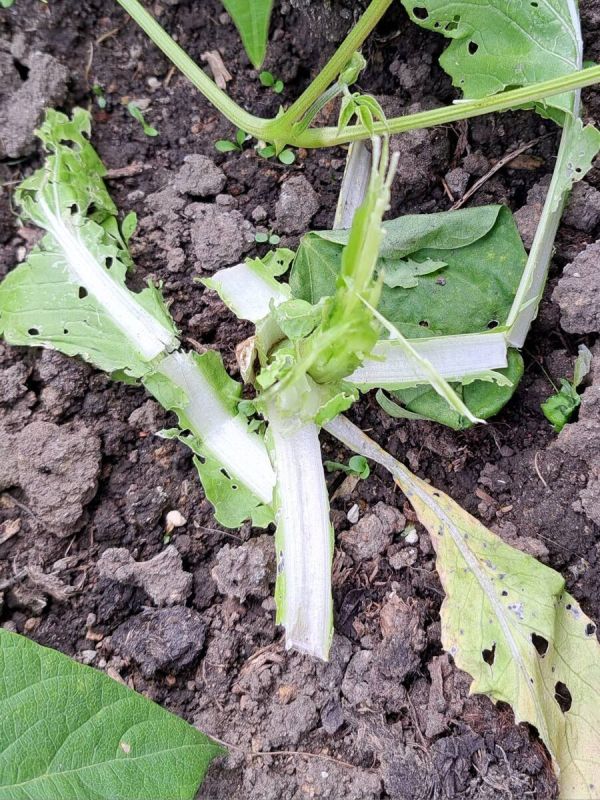 ����������� ���������: ��� ���������� �� �������?