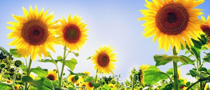 Удивительные факты о садовом искусстве, которые вас поразят