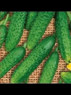 ������ ����������� ��������: ������� ������� ������ ��������� ����������