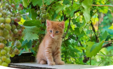 ��� ���������� ��������� ��������� ������� ��� ������: ������������ �����������