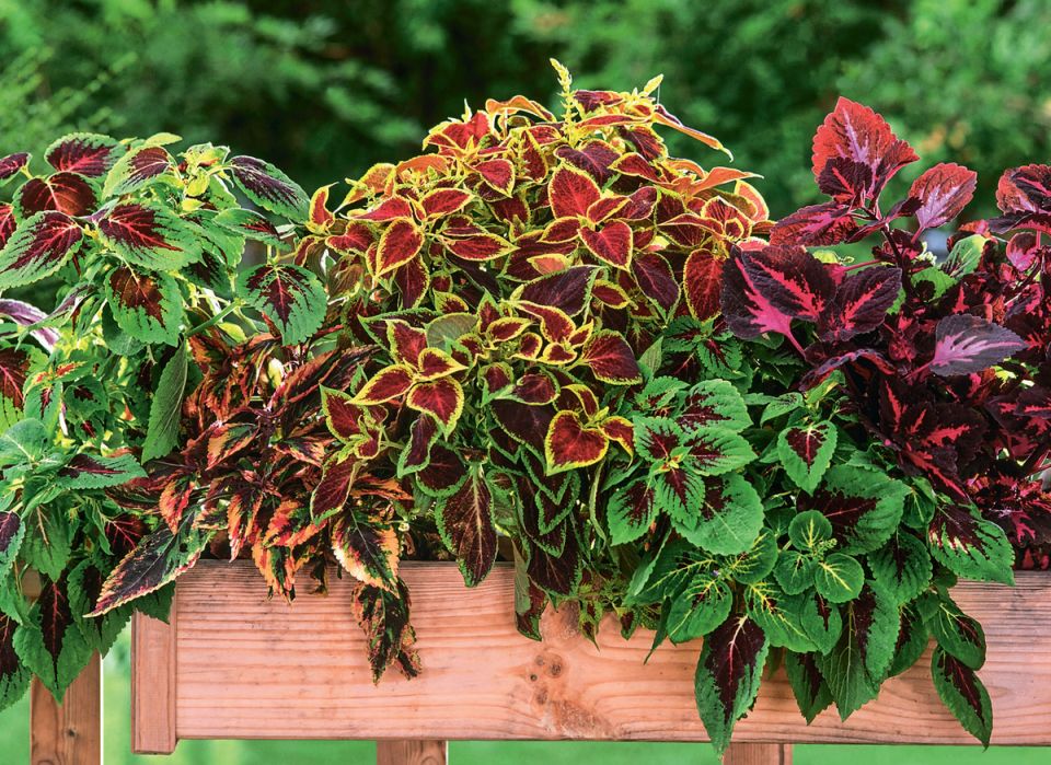 ����� �������: ��� �������� ������ � ���� ���